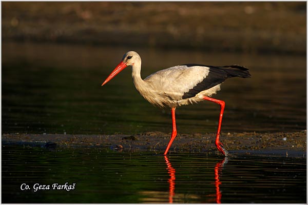 29_white_stork.jpg - White Stork, Ciconia ciconia, Roda, Mesto - Location: Kovilj, Serbia