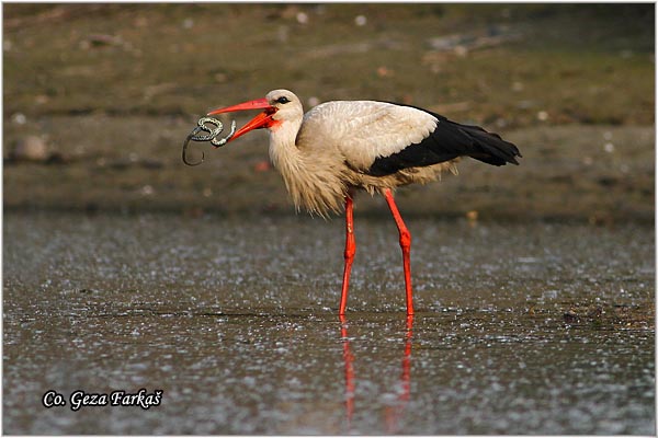 30_white_stork.jpg - White Stork, Ciconia ciconia, Roda, Mesto - Location: Kovilj, Serbia