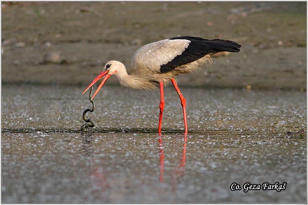 31_white_stork.jpg - White Stork, Ciconia ciconia, Roda, Mesto - Location: Novi Sad, Serbia