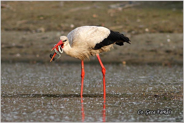 32_white_stork.jpg - White Stork, Ciconia ciconia, Roda, Mesto - Location: Novi Sad, Serbia