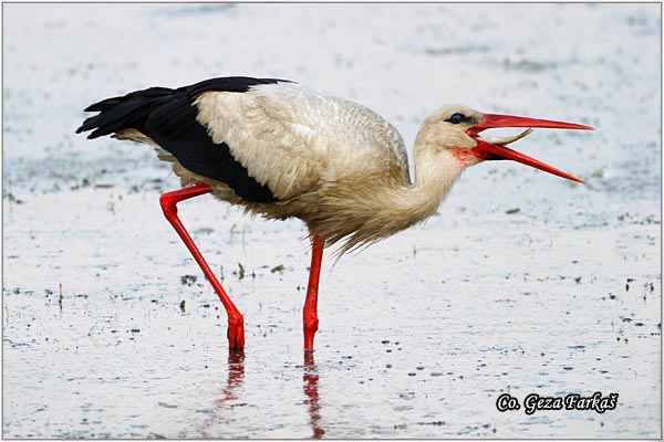 33_white_stork.jpg - White Stork, Ciconia ciconia, Roda, Mesto - Location: Novi Sad, Serbia