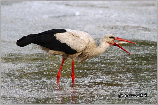 34_white_stork.jpg - White Stork, Ciconia ciconia, Roda, Mesto - Location: Novi Sad, Serbia