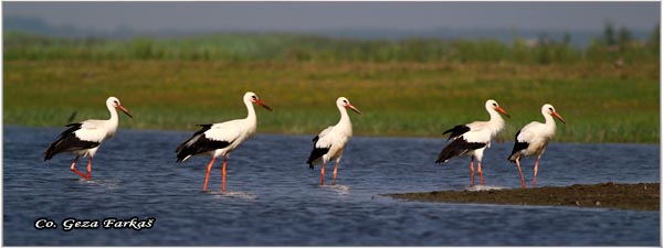 36_white_stork.jpg - White Stork, Ciconia ciconia, Roda, Mesto - Location: Kovilj, Serbia