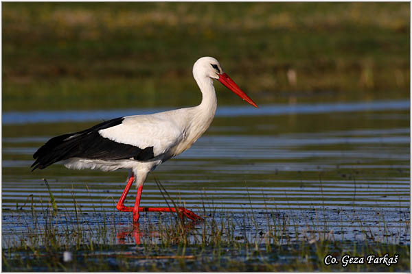 37_white_stork.jpg - White Stork, Ciconia ciconia, Roda, Mesto - Location: Kovilj, Serbia