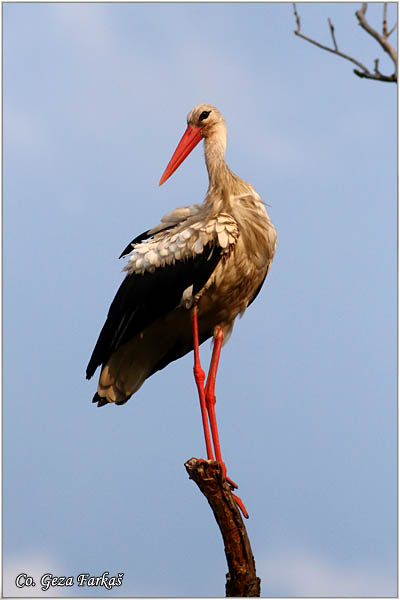 38_white_stork.jpg - White Stork, Ciconia ciconia, Roda, Mesto - Location: Kovilj, Serbia