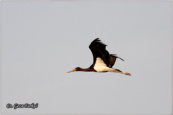 40_black_stork.jpg - Black Stork, Ciconia nigra, Crna roda, Location: Zrenjanin, Serbia