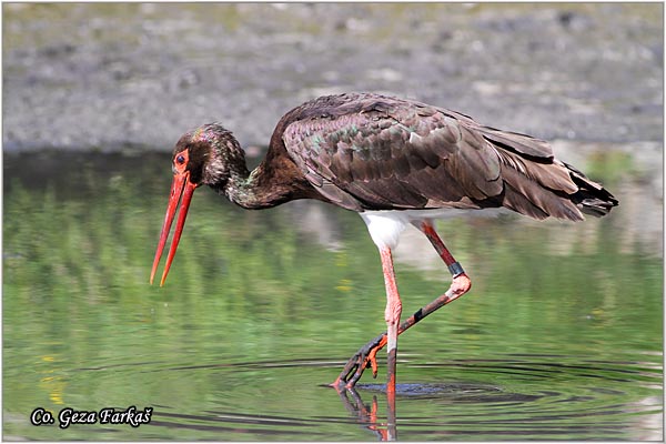 44_black_stork.jpg - Black Stork, Ciconia nigra, Crna roda, Location: Gornje podunavlje, Serbia