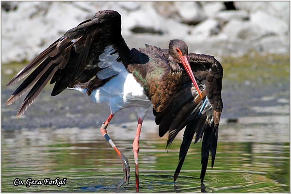 45_black_stork.jpg - Black Stork, Ciconia nigra, Crna roda, Location: Gornje podunavlje, Serbia