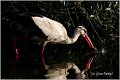 02_white_stork