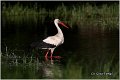 03_white_stork