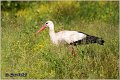 05_white_stork