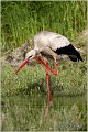 06_white_stork