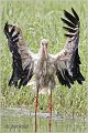 07_white_stork