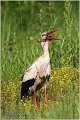 10_white_stork