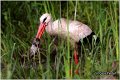13_white_stork
