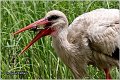 14_white_stork