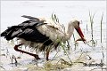 15_white_stork