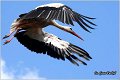 17_white_stork