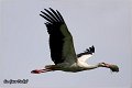 19_white_stork