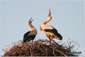 21_white_stork