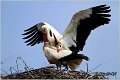 25_white_stork