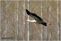 27_white_stork