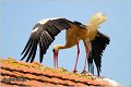 28_white_stork