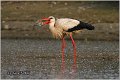 30_white_stork