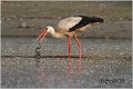 31_white_stork