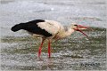 34_white_stork