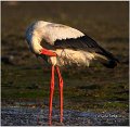 35_white_stork