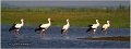 36_white_stork