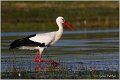 37_white_stork