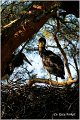 42_black_stork