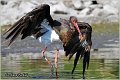 45_black_stork