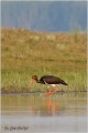 46_black_stork