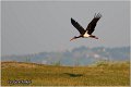 47_black_stork