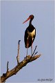 49_black_stork