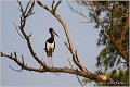 50_black_stork