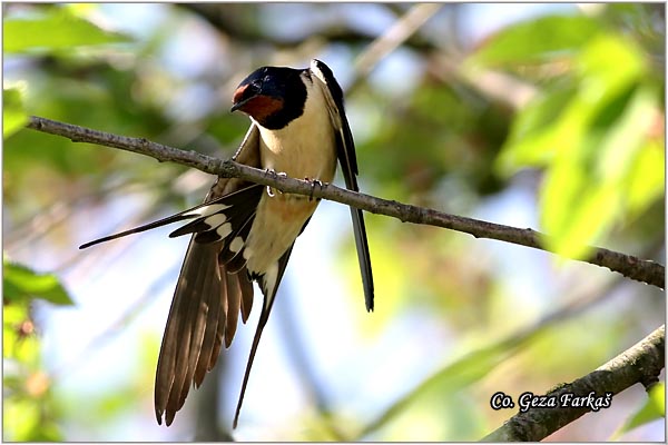 01_swallow.jpg - Swallow, Hirundo rustica, Seoska lasta, Location: Rusanda, Serbia