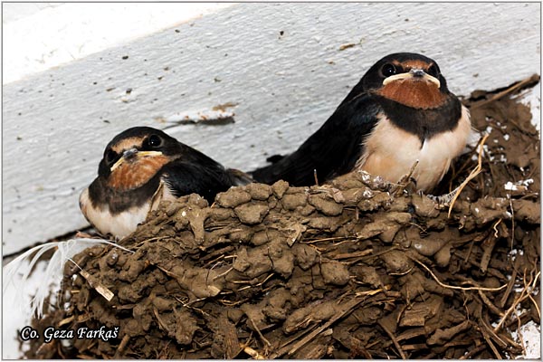 02_swallow.jpg - Swallow, Hirundo rustica, Seoska lasta, Location: Jegricka, Serbia