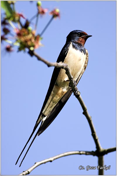 03_swallow.jpg - Swallow, Hirundo rustica, Seoska lasta, Location: Jegricka, Serbia