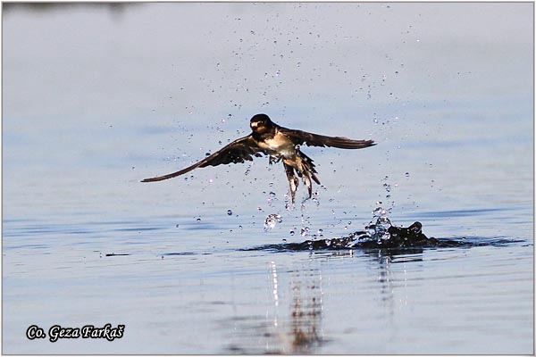 04_swallow.jpg - Swallow, Hirundo rustica, Seoska lasta, Location: Koviljski rit, Serbia