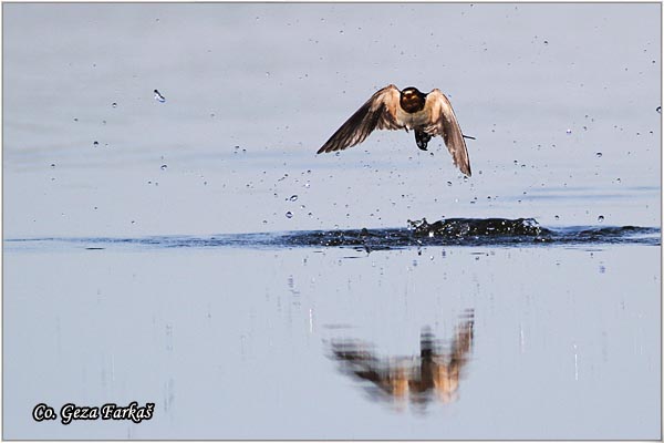 05_swallow.jpg - Swallow, Hirundo rustica, Seoska lasta, Location: Koviljski rit, Serbia