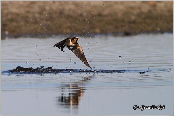 06_swallow.jpg - Swallow, Hirundo rustica, Seoska lasta, Location: Koviljski rit, Serbia