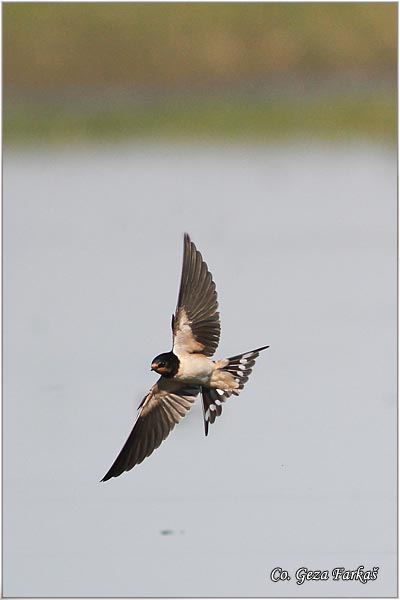 07_swallow.jpg - Swallow, Hirundo rustica, Seoska lasta, Location: Koviljski rit, Serbia