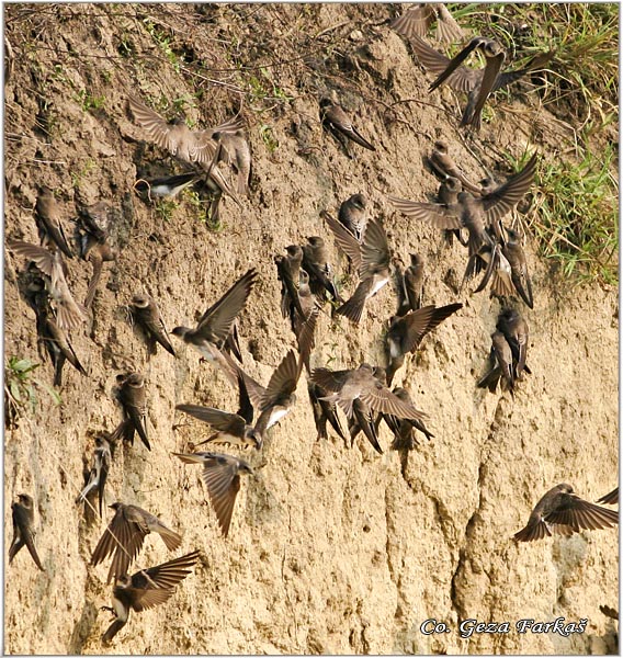 20_sand_martin.jpg - Sand Martin,  Riparia riparia, Lasta bregunica, Location: Temerin, Serbia