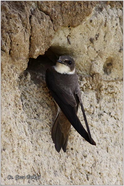 21_sand_martin.jpg - Sand Martin,  Riparia riparia, Lasta bregunica, Location: Koviljski rit, Serbia