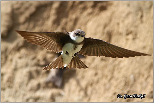 22_sand_martin.jpg - Sand Martin,  Riparia riparia, Lasta bregunica, Location: Dubovac, Serbia