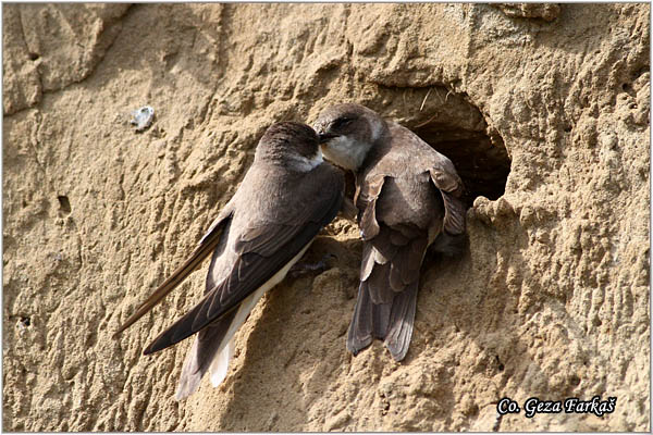 23_sand_martin.jpg - Sand Martin,  Riparia riparia, Lasta bregunica, Location: Dubovac, Serbia